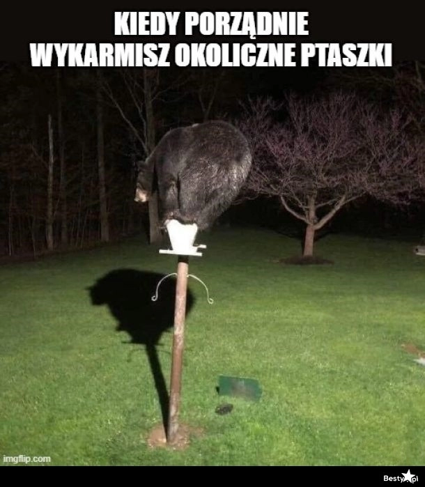 
    Porządnie dokarmione 