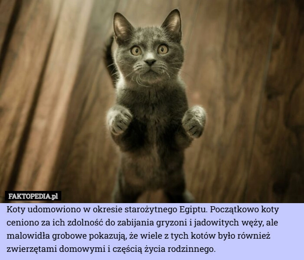 
    Koty udomowiono w okresie starożytnego Egiptu. Początkowo koty ceniono za
