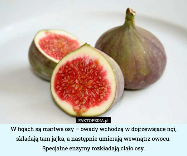 
    W figach są martwe osy – owady wchodzą w dojrzewające figi, składają tam