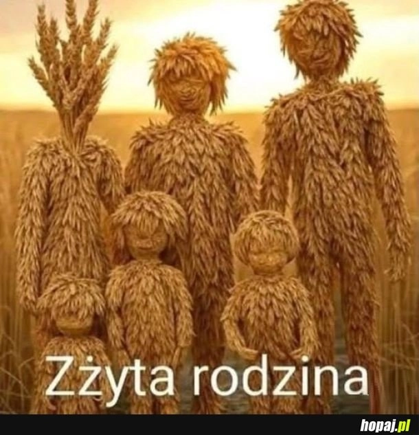 
    żyto