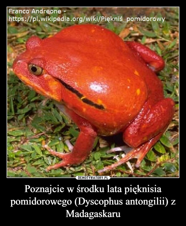
    Poznajcie w środku lata pięknisia pomidorowego (Dyscophus antongilii) z Madagaskaru