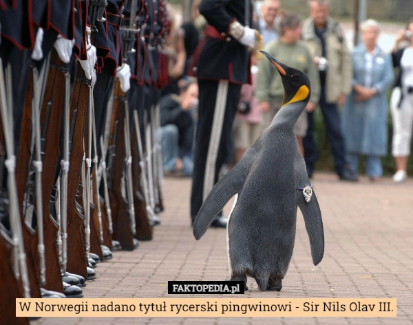 
    W Norwegii nadano tytuł rycerski pingwinowi - Sir Nils Olav III.