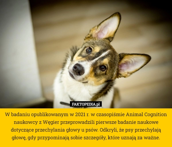 
    W badaniu opublikowanym w 2021 r. w czasopiśmie Animal Cognition naukowcy