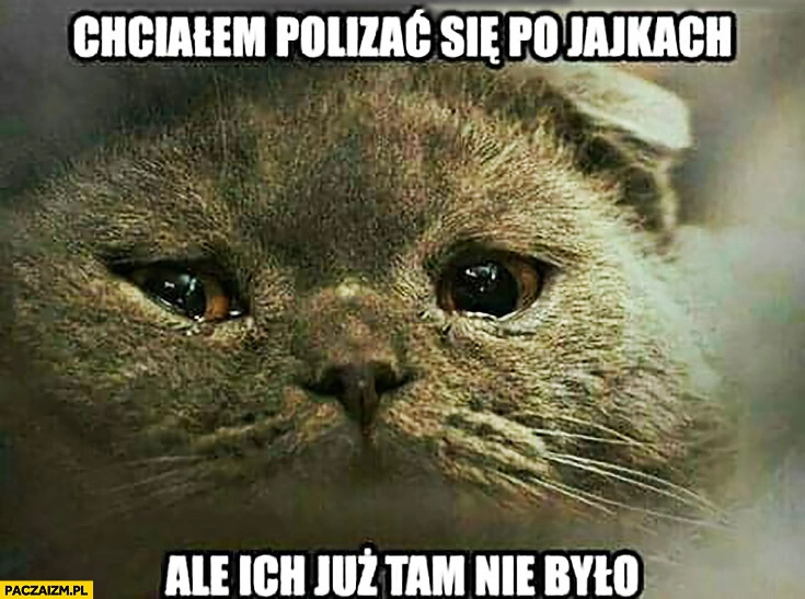 
    Kot chciałem polizać się po jajkach ale ich już tam nie było płacze smutny