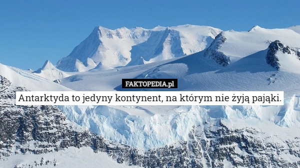 
    Antarktyda to jedyny kontynent, na którym nie żyją pająki.