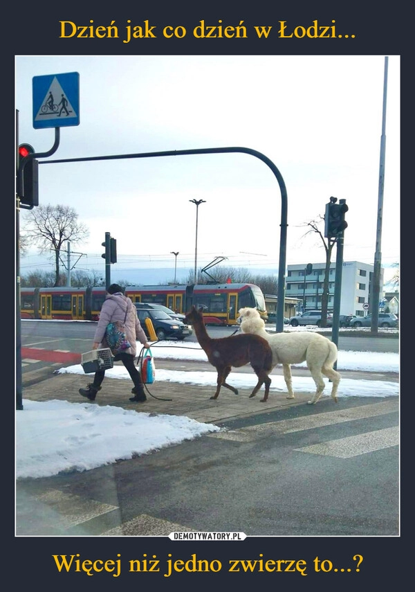 
    Dzień jak co dzień w Łodzi... Więcej niż jedno zwierzę to...?