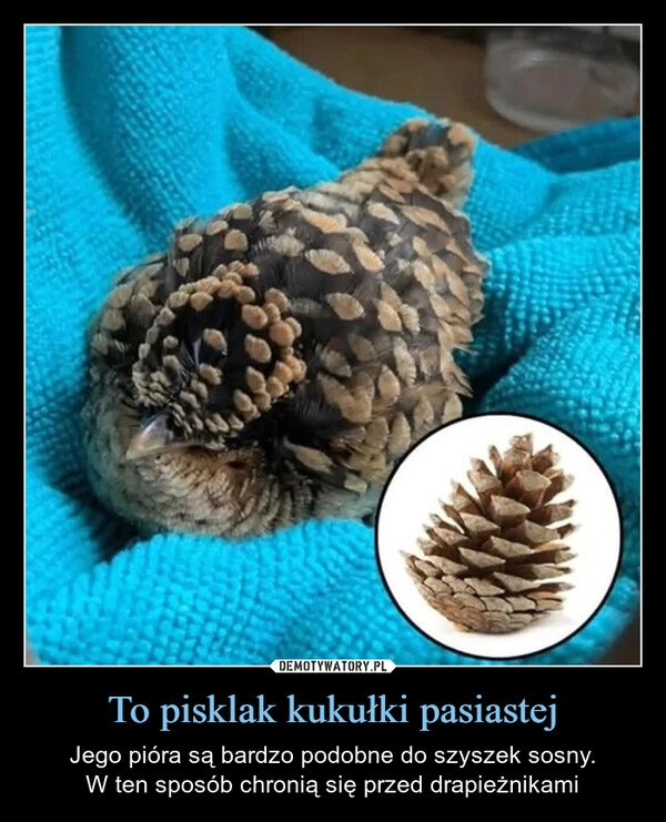 
    To pisklak kukułki pasiastej