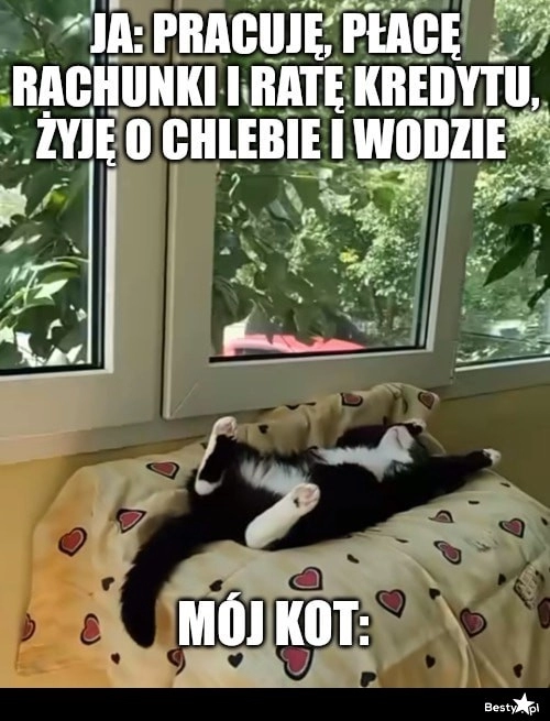 
    Kocie życie 