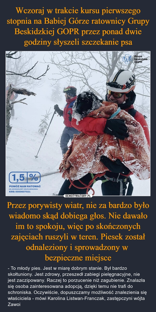 
    Wczoraj w trakcie kursu pierwszego stopnia na Babiej Górze ratownicy Grupy Beskidzkiej GOPR przez ponad dwie godziny słyszeli szczekanie psa Przez porywisty wiatr, nie za bardzo było wiadomo skąd dobiega głos. Nie dawało im to spokoju, więc po skończonych zajęciach ruszyli w teren. Piesek został odnaleziony i sprowadzony w 
bezpieczne miejsce