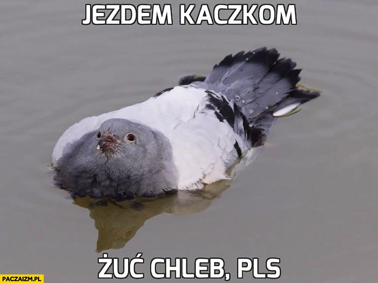 Jestem kaczką rzuć chleb plis gołąb udaje kaczkę