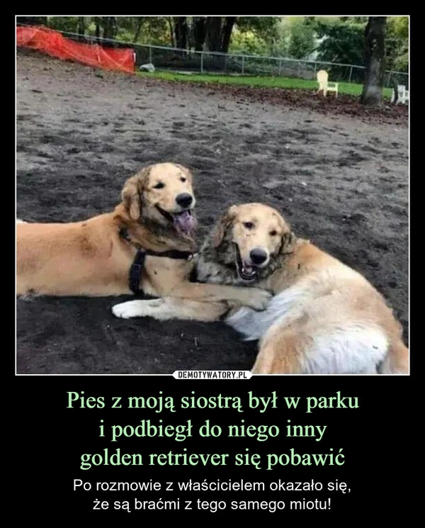 
    Pies z moją siostrą był w parku
i podbiegł do niego inny
golden retriever się pobawić