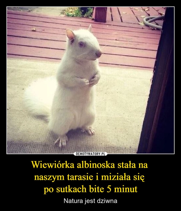 
    Wiewiórka albinoska stała na 
naszym tarasie i miziała się 
po sutkach bite 5 minut