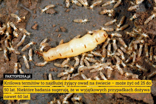 
    Królowa termitów to najdłużej żyjący owad na świecie – może żyć od 25 do