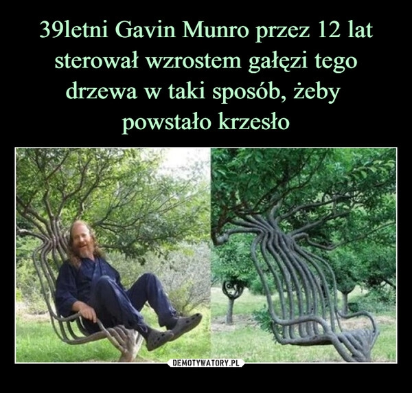 
    39letni Gavin Munro przez 12 lat sterował wzrostem gałęzi tego drzewa w taki sposób, żeby 
powstało krzesło