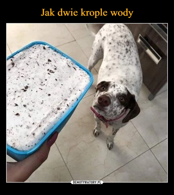 
    Jak dwie krople wody