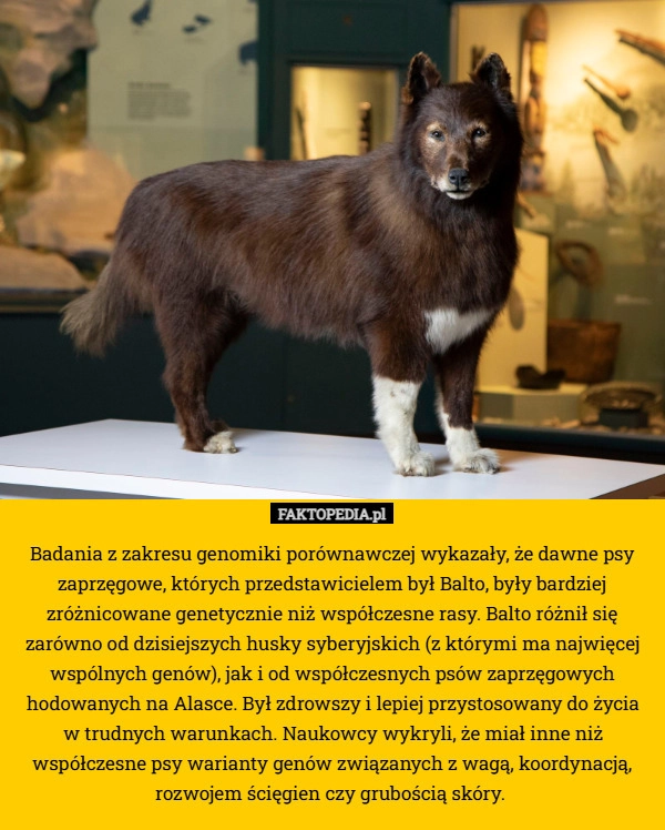 
    Badania z zakresu genomiki porównawczej wykazały, że dawne psy zaprzęgowe,
