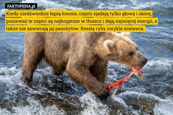 
    Kiedy niedźwiedzie łapią łososie, często zjadają tylko głowę i skórę, ponieważ