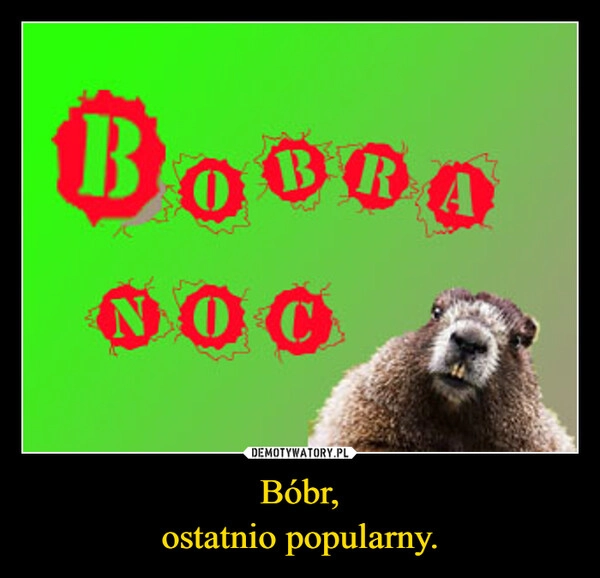 
    Bóbr,
ostatnio popularny.