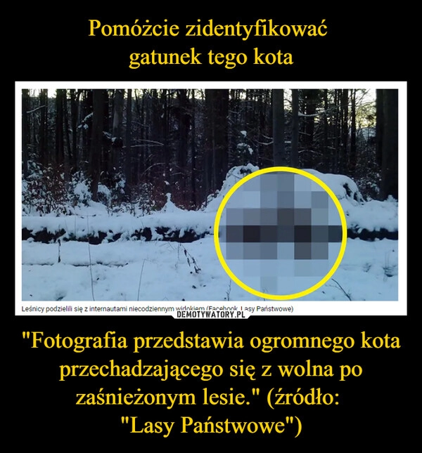 
    
Pomóżcie zidentyfikować
gatunek tego kota "Fotografia przedstawia ogromnego kota przechadzającego się z wolna po zaśnieżonym lesie." (źródło:
"Lasy Państwowe") 