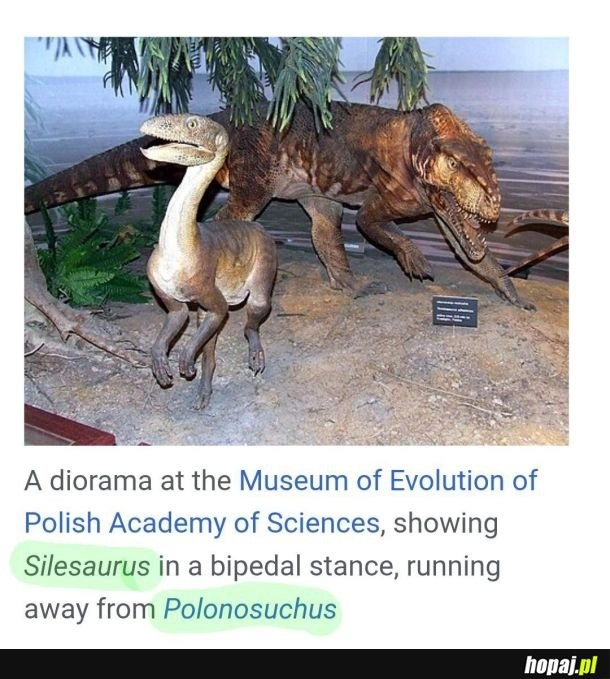 Sojowa ślunska gadzina boi się potężnego polskiego dinozaura
