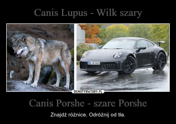 
    Canis Lupus - Wilk szary Canis Porshe - szare Porshe