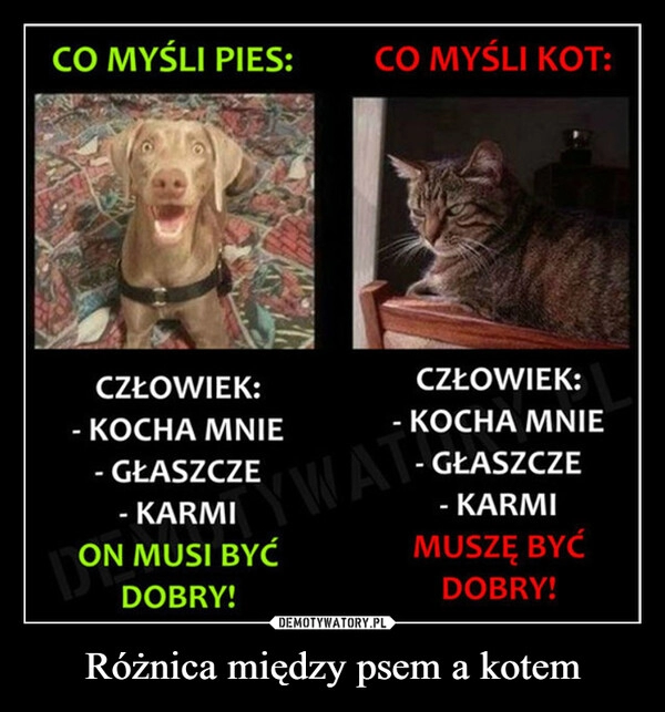 
    Różnica między psem a kotem