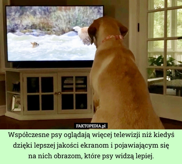 
    Współczesne psy oglądają więcej telewizji niż kiedyś dzięki lepszej jakości