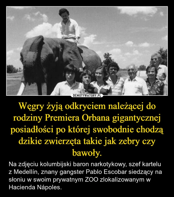 
    Węgry żyją odkryciem należącej do rodziny Premiera Orbana gigantycznej posiadłości po której swobodnie chodzą dzikie zwierzęta takie jak zebry czy bawoły.