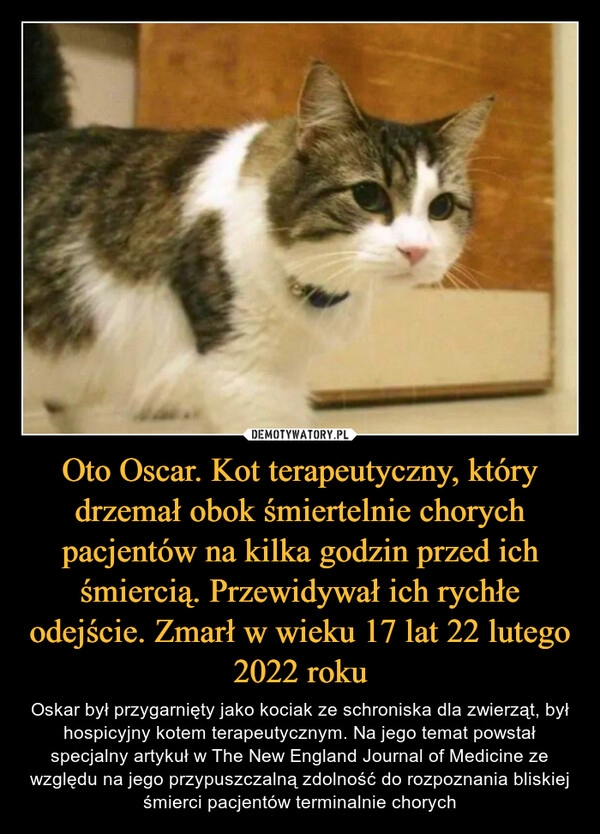 
    Oto Oscar. Kot terapeutyczny, który drzemał obok śmiertelnie chorych pacjentów na kilka godzin przed ich śmiercią. Przewidywał ich rychłe odejście. Zmarł w wieku 17 lat 22 lutego 2022 roku