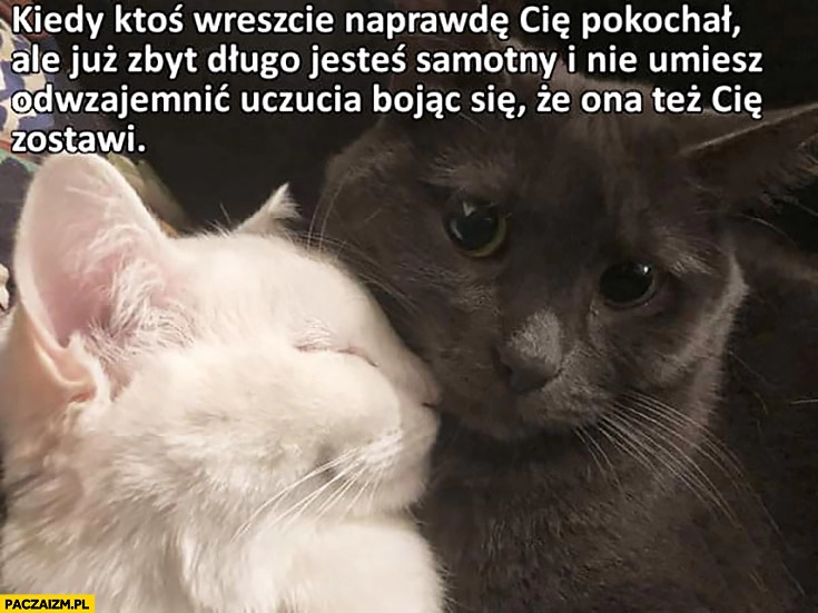 
    Koty kiedy ktoś wreszcie naprawdę Cię pokochał ale już zbyt długo byłeś samotny i nie umiesz odwzajemnić uczucia bojąc się, że ona też Cię zostawi smutny kot