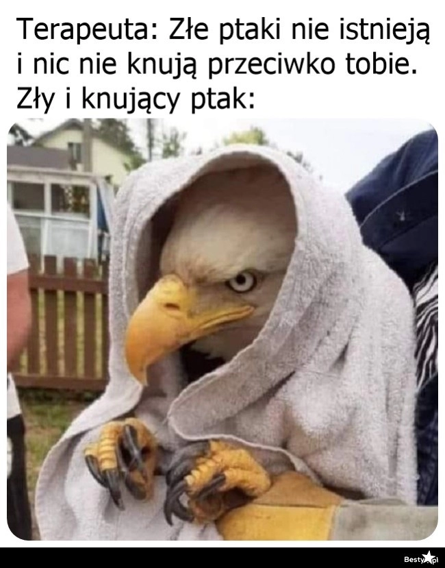 
    Zły i knujący ptak 