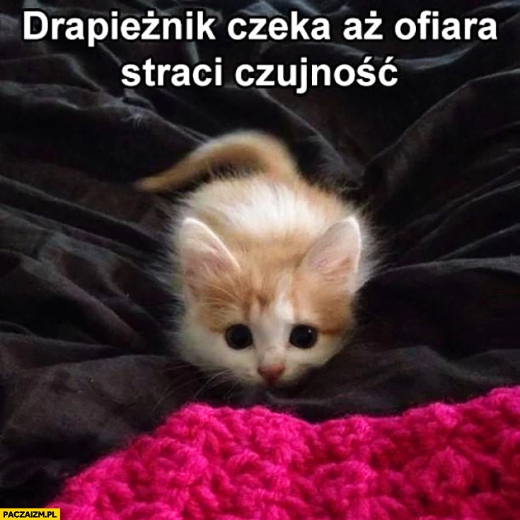 
    Drapieżnik czeka aż ofiara straci czujność słodki kotek