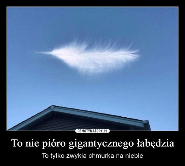 
    To nie pióro gigantycznego łabędzia