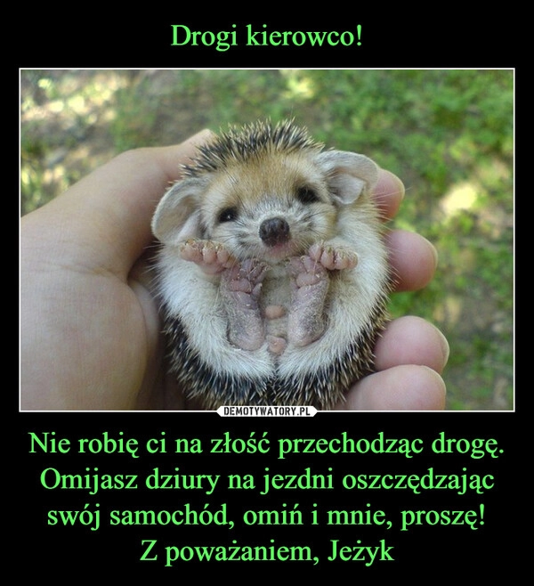 
    Drogi kierowco! Nie robię ci na złość przechodząc drogę. Omijasz dziury na jezdni oszczędzając swój samochód, omiń i mnie, proszę!
Z poważaniem, Jeżyk