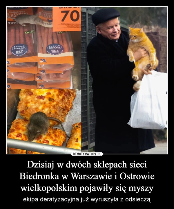 
    Dzisiaj w dwóch sklepach sieci Biedronka w Warszawie i Ostrowie wielkopolskim pojawiły się myszy