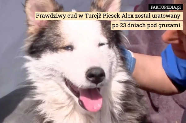 
    Prawdziwy cud w Turcji! Piesek Alex został uratowany 
po 23 dniach pod gruzami.