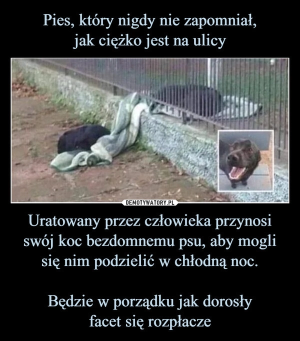 
    Pies, który nigdy nie zapomniał,
jak ciężko jest na ulicy Uratowany przez człowieka przynosi swój koc bezdomnemu psu, aby mogli się nim podzielić w chłodną noc.

Będzie w porządku jak dorosły
facet się rozpłacze