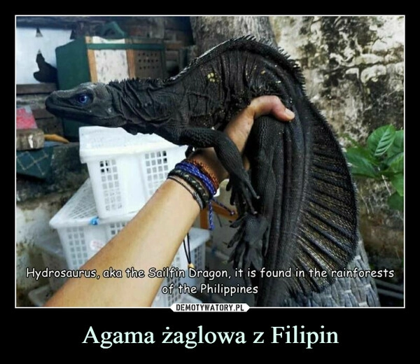 
    
Agama żaglowa z Filipin 