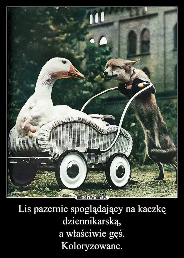 
    Lis pazernie spoglądający na kaczkę dziennikarską,
a właściwie gęś.
Koloryzowane.