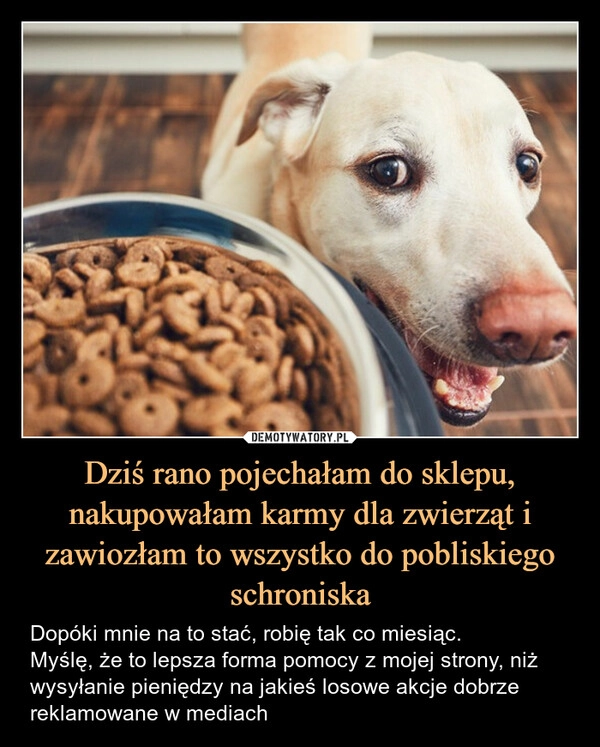 
    Dziś rano pojechałam do sklepu, nakupowałam karmy dla zwierząt i zawiozłam to wszystko do pobliskiego schroniska