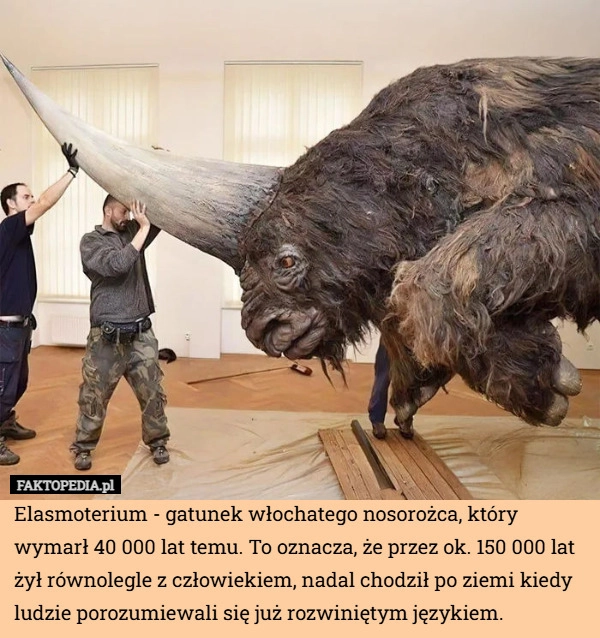 
    Elasmoterium - gatunek włochatego nosorożca, który wymarł 40 000 lat temu.