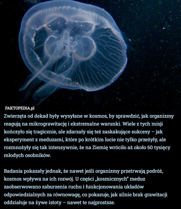 
    Zwierzęta od dekad były wysyłane w kosmos, by sprawdzić, jak organizmy reagują