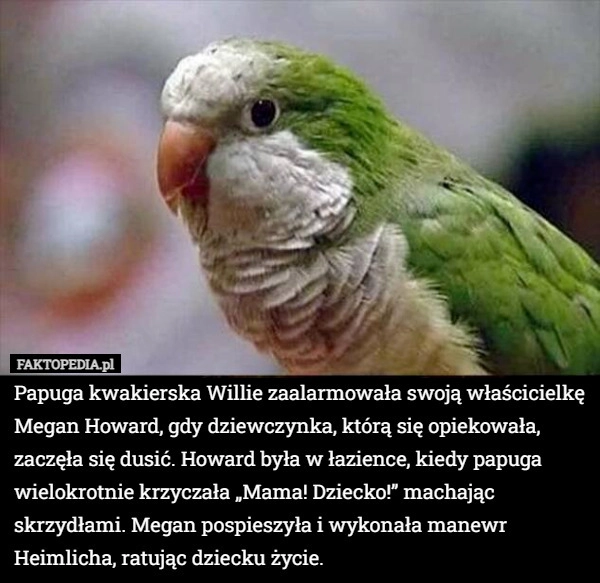 
    Papuga kwakierska Willie zaalarmowała swoją właścicielkę Megan Howard, gdy