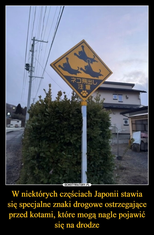 
    W niektórych częściach Japonii stawia się specjalne znaki drogowe ostrzegające przed kotami, które mogą nagle pojawić się na drodze