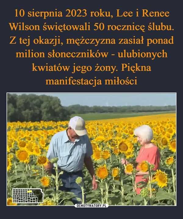 
    10 sierpnia 2023 roku, Lee i Renee Wilson świętowali 50 rocznicę ślubu. Z tej okazji, mężczyzna zasiał ponad milion słoneczników - ulubionych kwiatów jego żony. Piękna manifestacja miłości