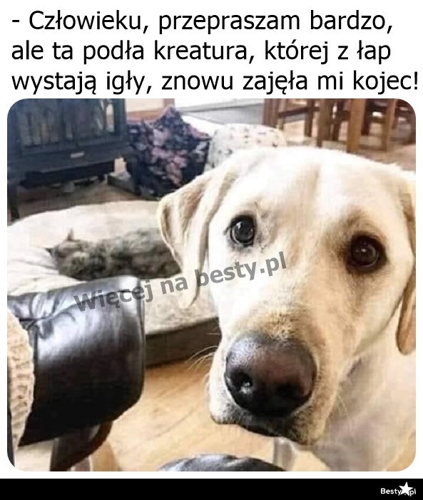 
    Dzień dobry, ja ze skargą 