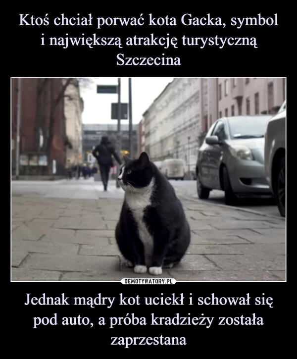 
    Ktoś chciał porwać kota Gacka, symbol
i największą atrakcję turystyczną Szczecina Jednak mądry kot uciekł i schował się pod auto, a próba kradzieży została zaprzestana