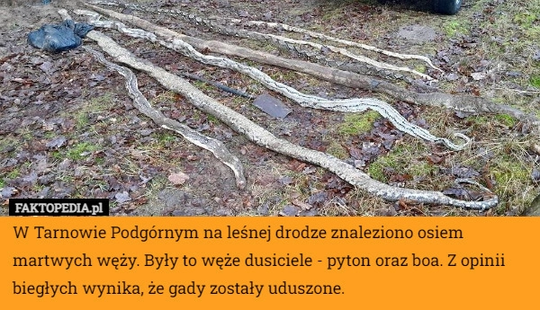 
    W Tarnowie Podgórnym na leśnej drodze znaleziono osiem martwych węży. Były