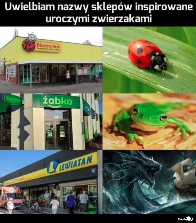 
    Nazwy sklepów 