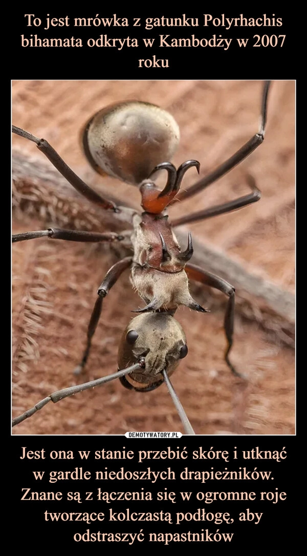 
    To jest mrówka z gatunku Polyrhachis bihamata odkryta w Kambodży w 2007 roku Jest ona w stanie przebić skórę i utknąć w gardle niedoszłych drapieżników. Znane są z łączenia się w ogromne roje tworzące kolczastą podłogę, aby odstraszyć napastników 